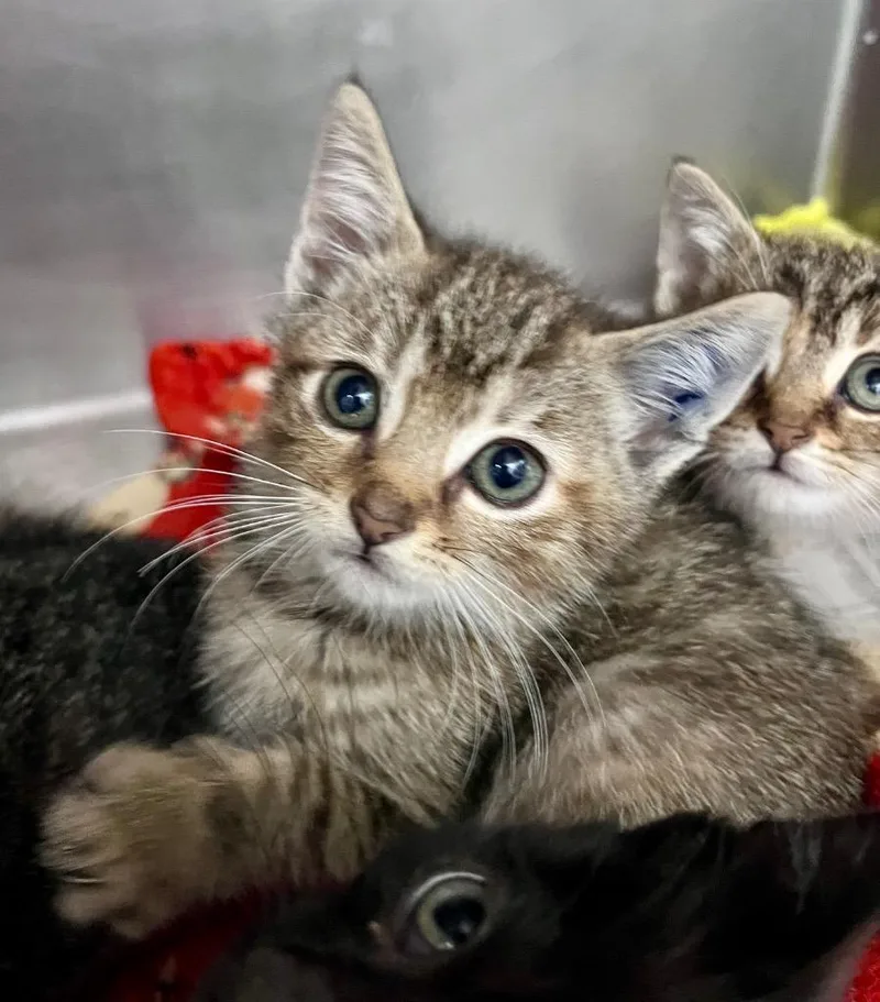 A baby medium-sized female Domestic Short Hair cat named Boz for adoption in Cincinnati, OH