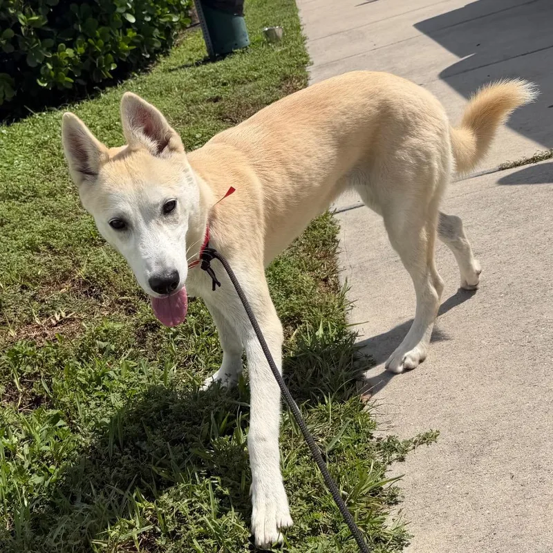 A young medium-sized female Shepherd dog named Elsa for adoption in Tampa, FL