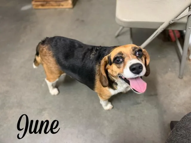 An adult medium-sized female Beagle dog named June for adoption in Monticello, MN