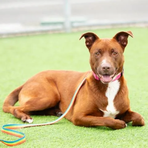 An adult large-sized female Pit Bull Terrier dog named Bella for adoption in Camarillo, CA