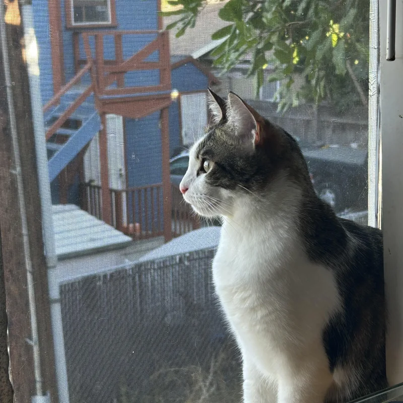 Presley