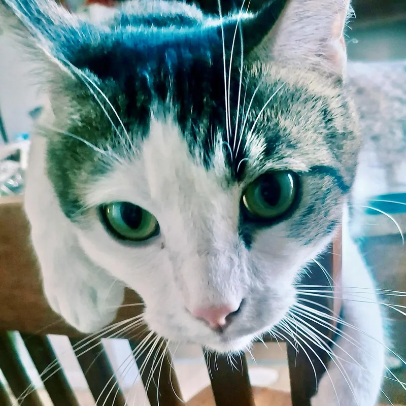 Presley thumbnail 3