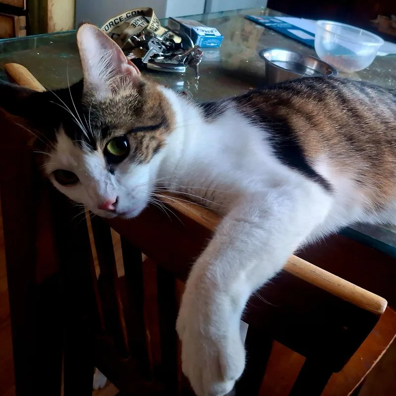 Presley thumbnail 4