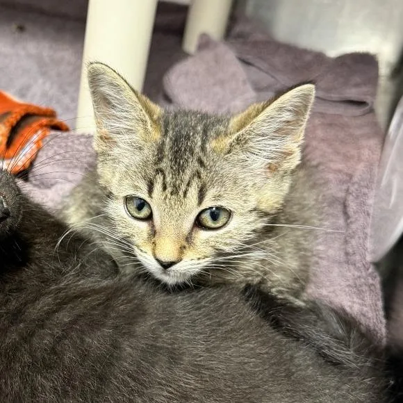 A baby small-sized female Brown / Chocolate Domestic Short Hair cat named Poola for adoption in Fort Wayne, IN