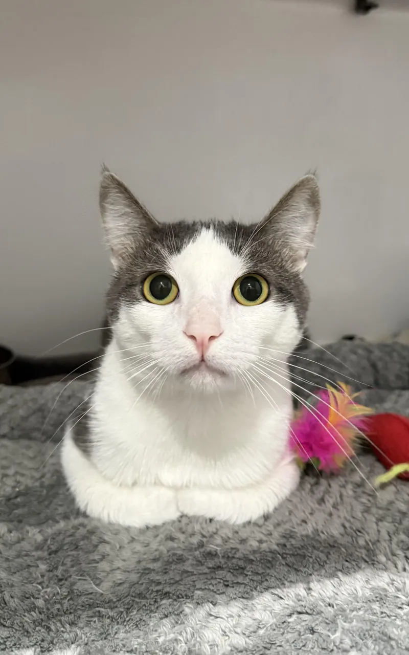 An adult medium-sized male Gray & White Domestic Short Hair cat named Priscillo and Zippy for adoption in Sault Sainte Marie, MI
