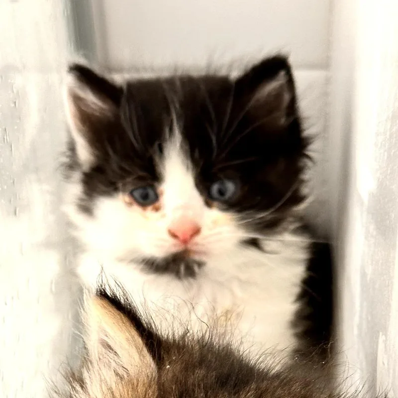 Astrid thumbnail 3