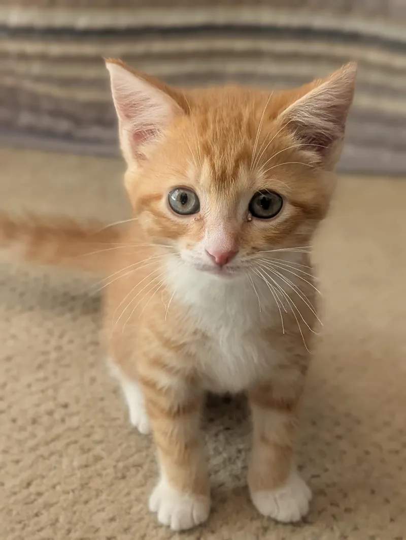 A baby small-sized female Orange & White Domestic Short Hair cat named Ellie for adoption in Richland, MI