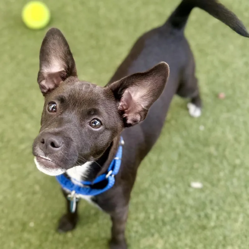 A young small-sized female Black Chihuahua dog named Cleo for adoption in Fort Lauderdale, FL