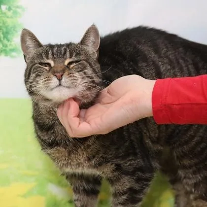 An adult medium-sized female Domestic Short Hair cat named Pookie for adoption in West Chester, PA