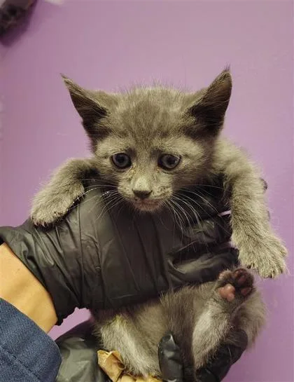 A baby small-sized male Gray / Blue / Silver Domestic Medium Hair cat named 61001340 for adoption in El Paso, TX