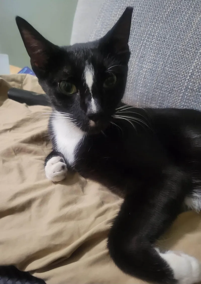 A young medium-sized female Black & White / Tuxedo Domestic Short Hair cat named Luna for adoption in Cleveland, OH