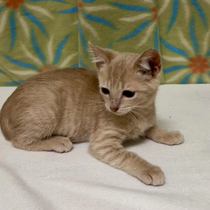 A baby medium-sized male Tabby (Orange / Red) Domestic Short Hair cat named Bobby for adoption in Libertyville, IL