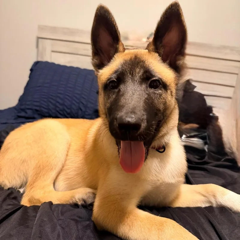 Zeus