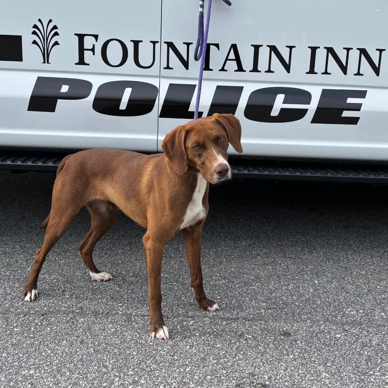 An adult medium-sized female Brown / Chocolate Mixed Breed dog named Geraldine for adoption in Greenville, SC