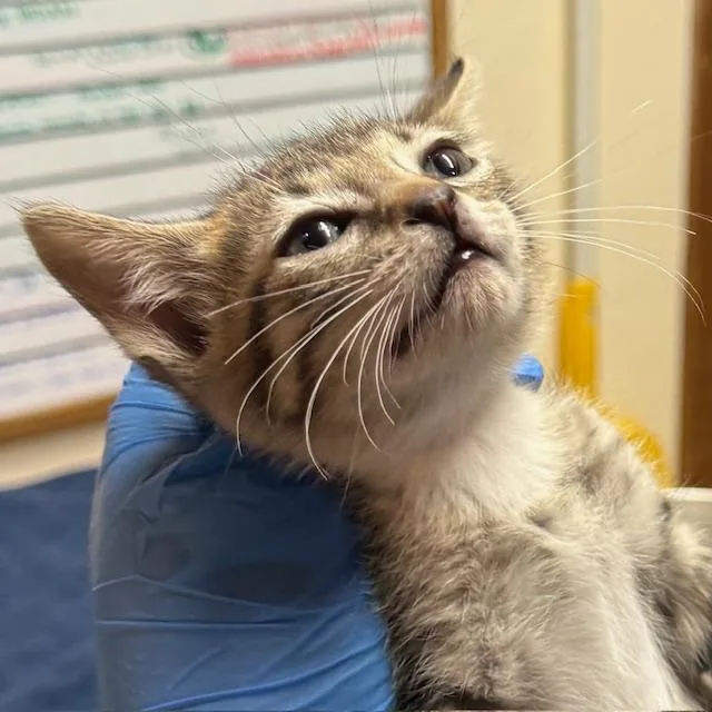 A baby small-sized male Domestic Short Hair cat named Griffin for adoption in Santa Fe, NM