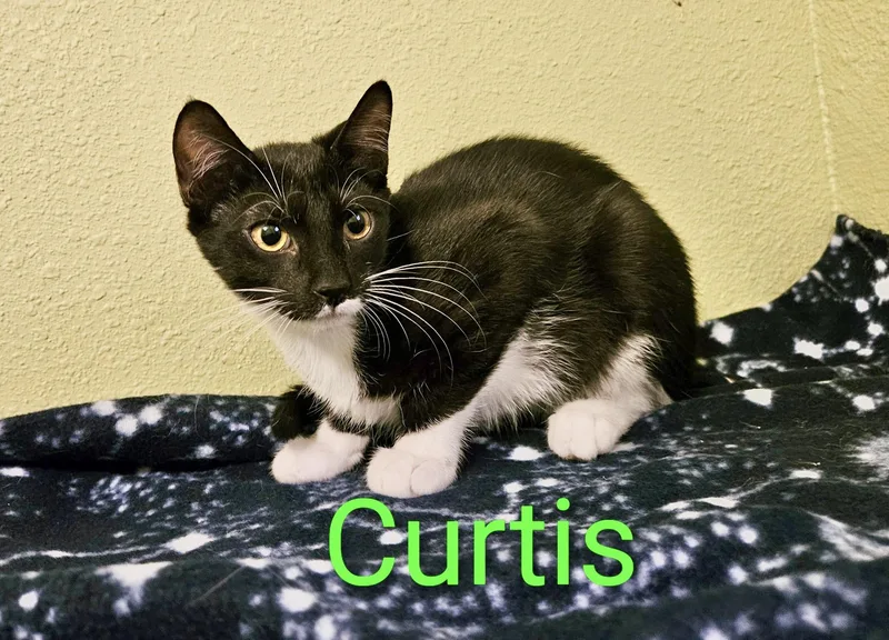 A baby small-sized male Black & White / Tuxedo Tuxedo cat named Curtis  North Conroe for adoption in Spring, TX