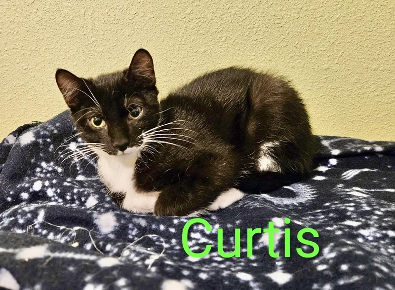 Curtis  North Conroe thumbnail 2