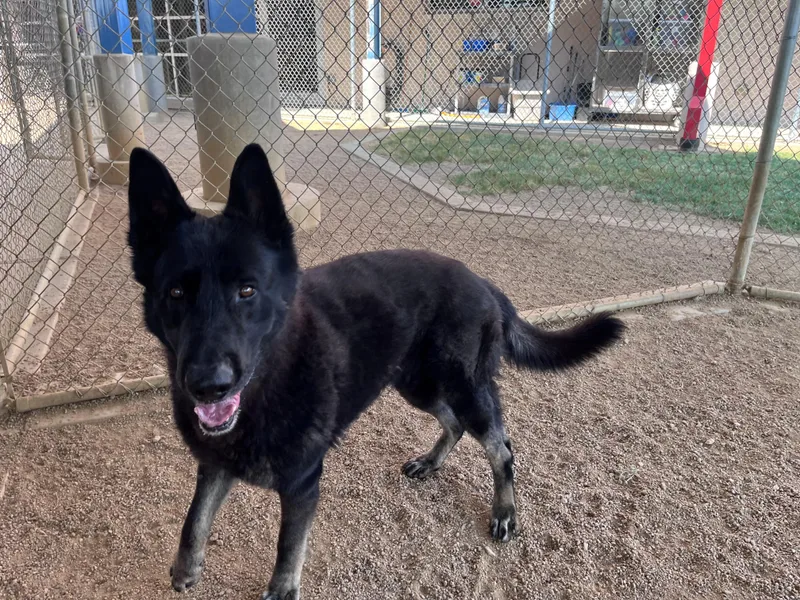 Zorro A