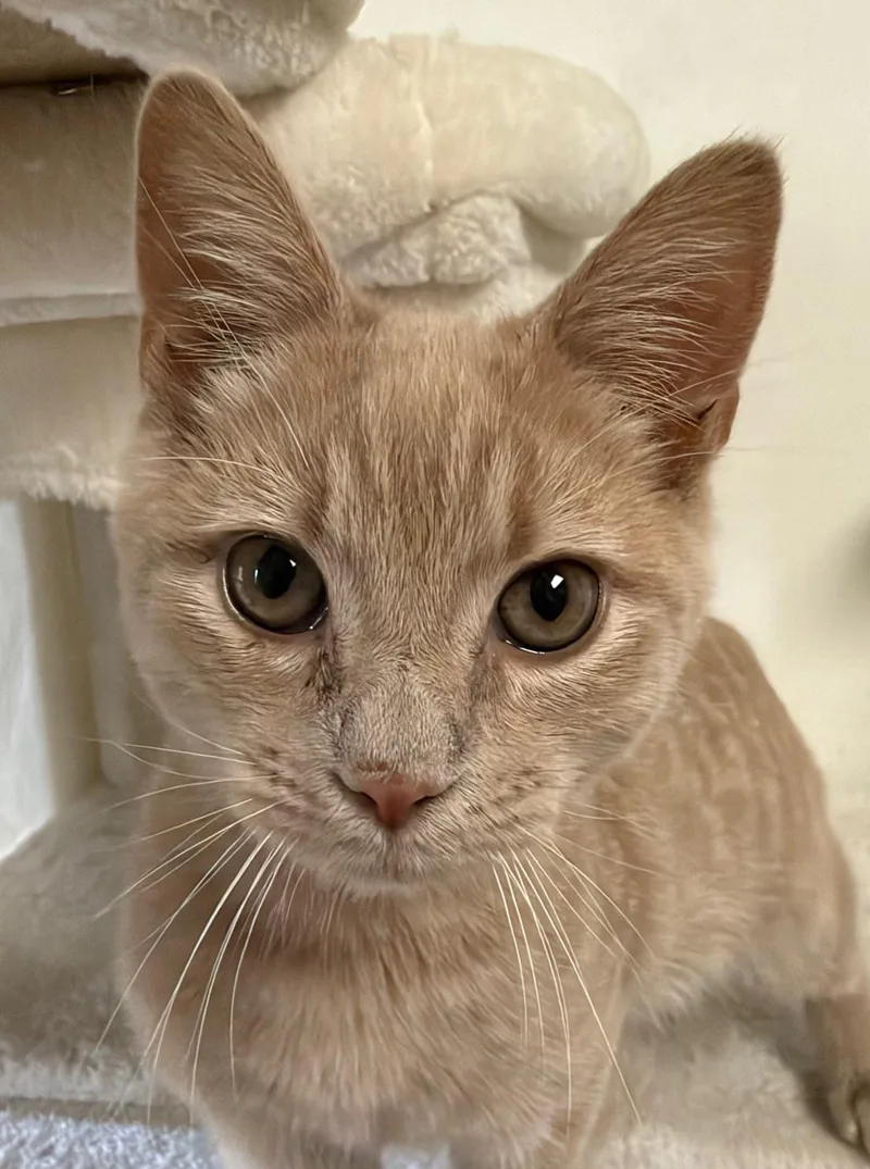 A baby medium-sized male Buff / Tan / Fawn Domestic Short Hair cat named Gouda for adoption in Norwalk, CT