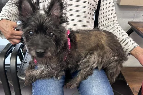 An adult small-sized female Mixed Breed dog named Mia for adoption in New York, NY
