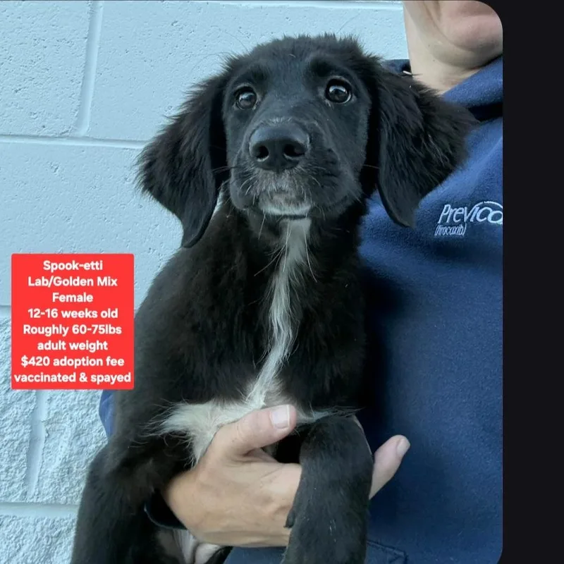 A baby large-sized female Black Labrador Retriever dog named Spooketti for adoption in Oviedo, FL
