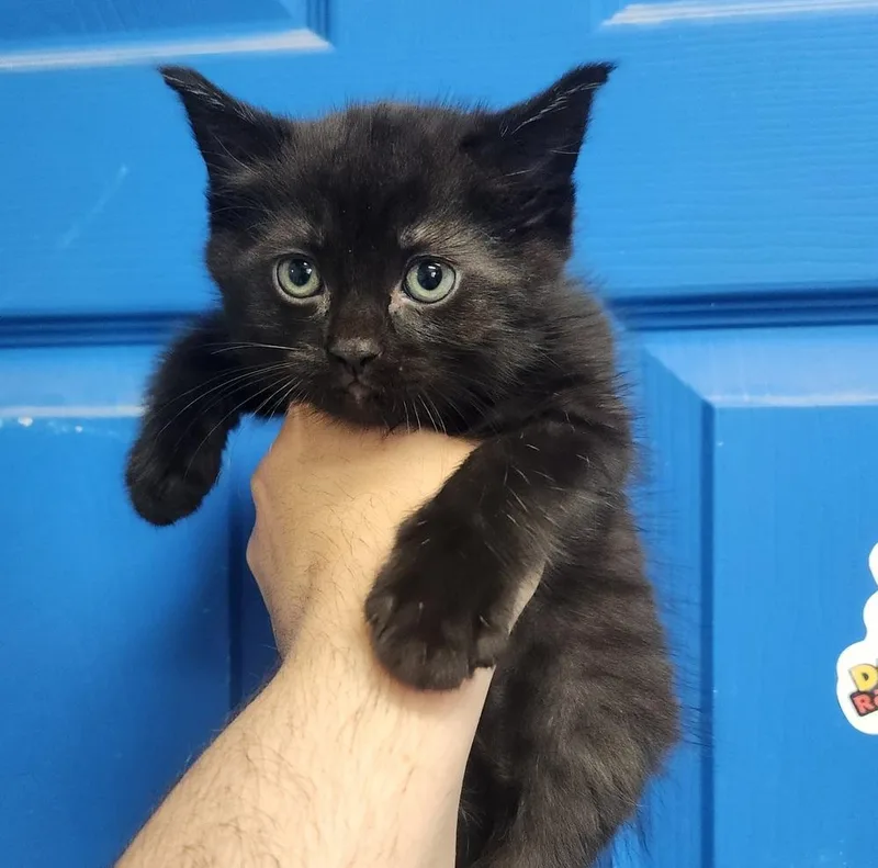A baby medium-sized male Black Domestic Short Hair cat named Bagheera for adoption in Evansville, IN