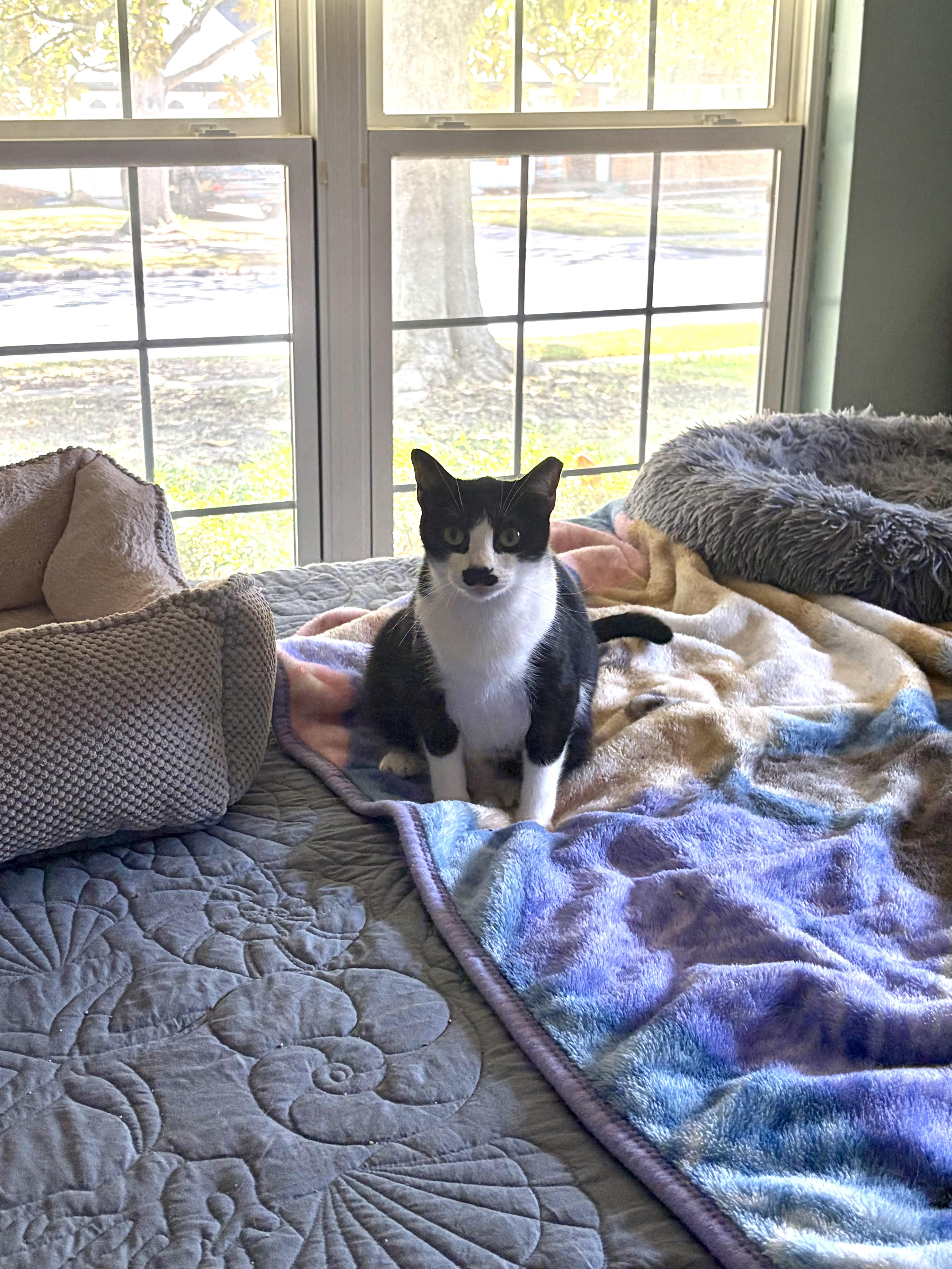 An adult medium-sized female White Domestic Short Hair cat named Kiara for adoption in Midlothian, TX