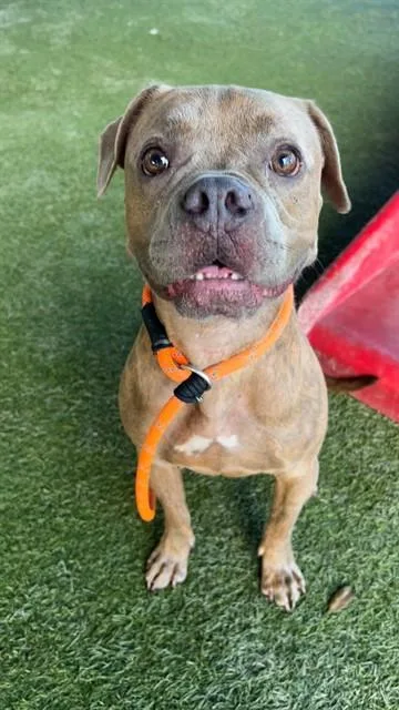 A young medium-sized male Terrier dog named Bobby for adoption in Miami, FL