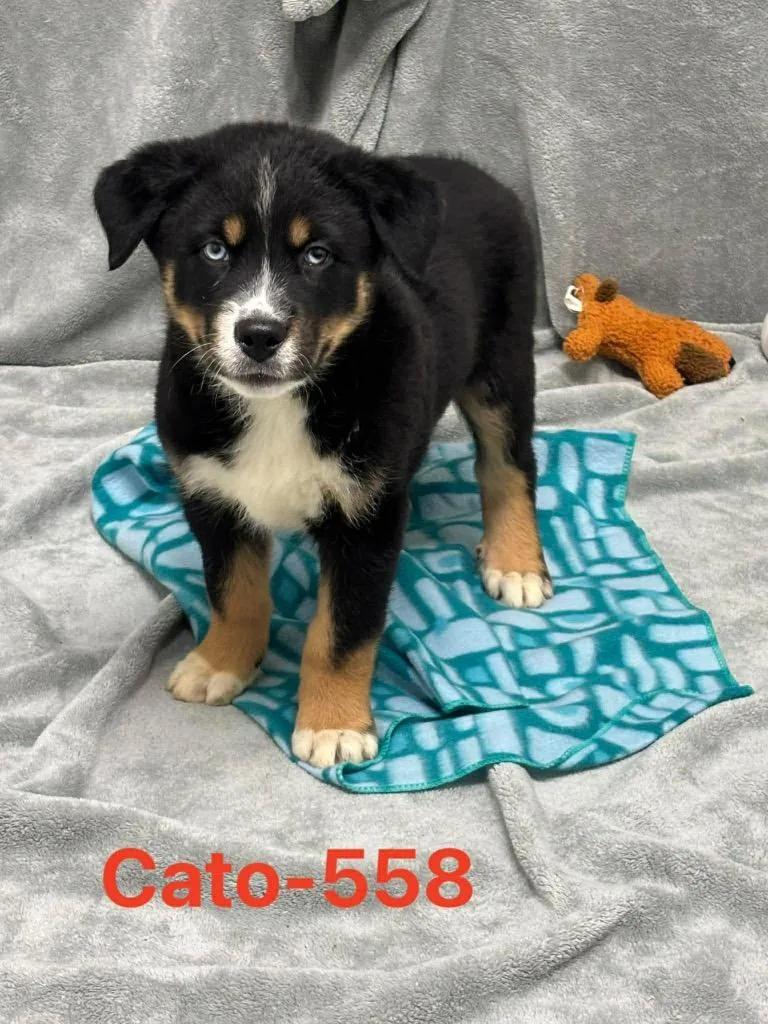 Cato thumbnail 4