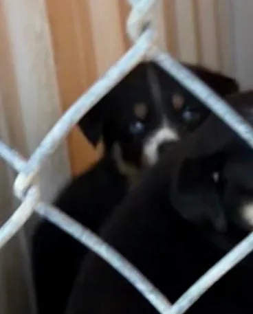 Cato thumbnail 5