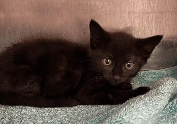 A baby medium-sized male Domestic Short Hair cat named Seymour Bonded W for adoption in Silverdale, WA