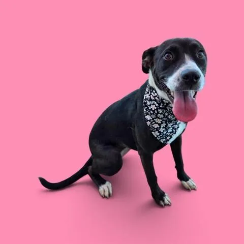 A young medium-sized female Black Pit Bull Terrier dog named Oreo URGENT for adoption in Thousand Oaks, CA