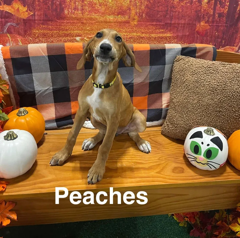 Peaches