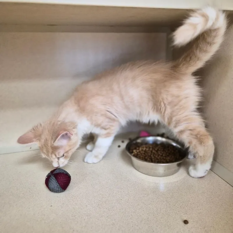 A baby small-sized male Buff / Tan / Fawn Domestic Short Hair cat named Burt for adoption in Woodstock, IL