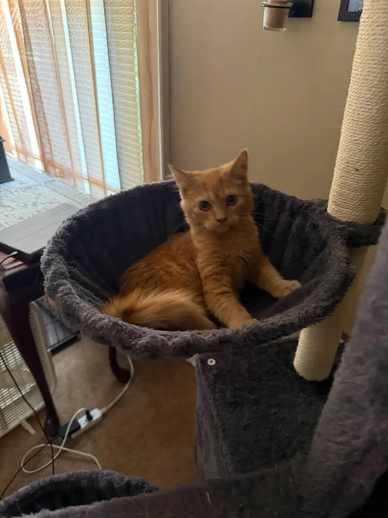 Ginger