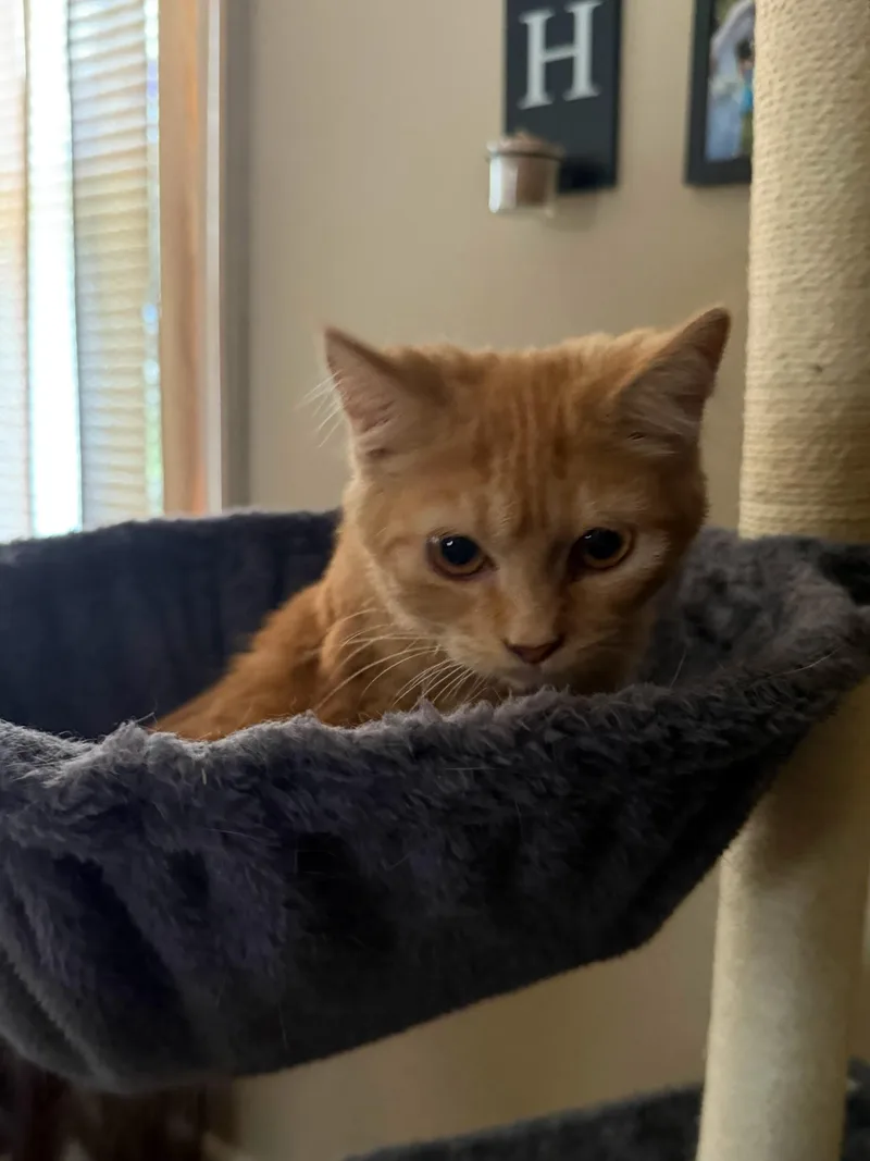 Ginger thumbnail 2
