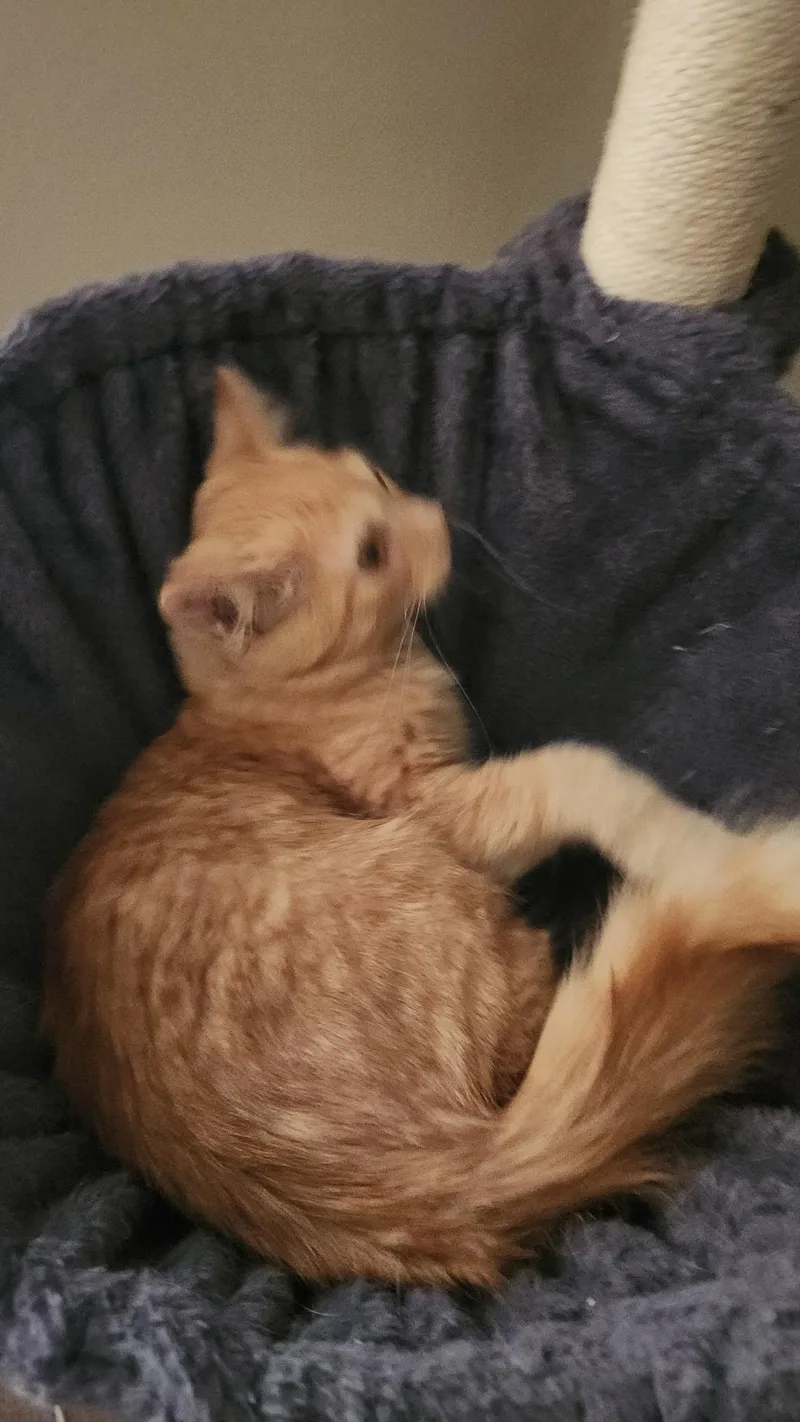 Ginger thumbnail 3