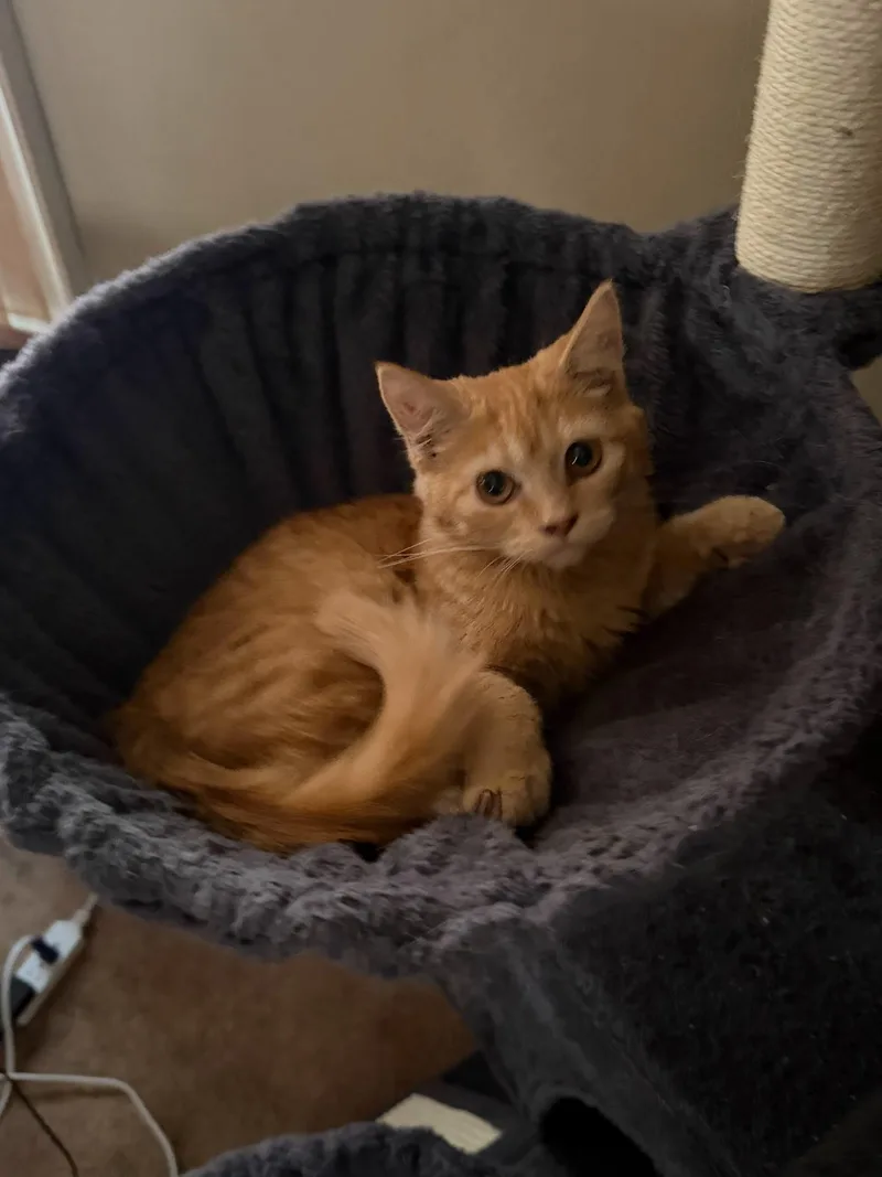 Ginger thumbnail 4