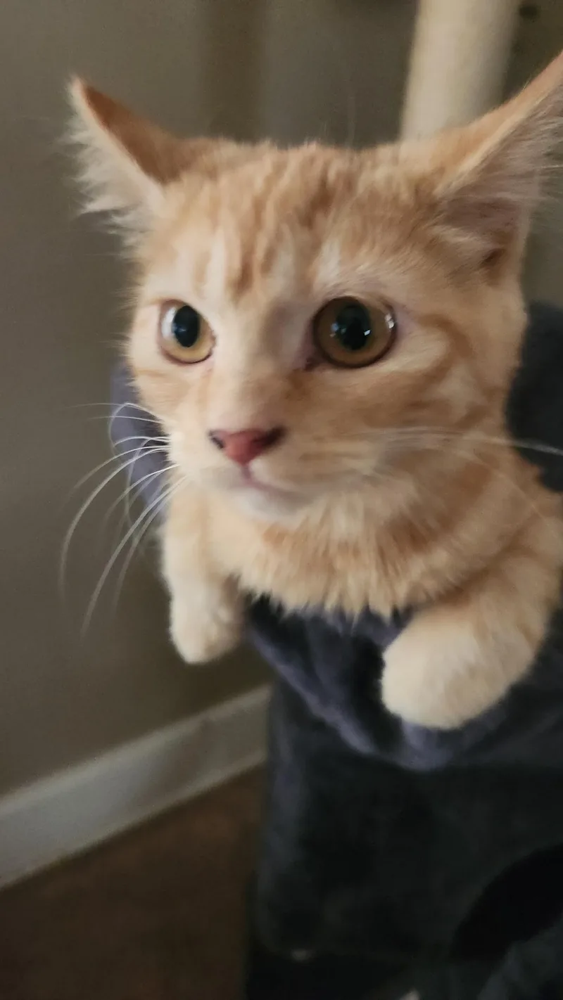 Ginger thumbnail 5