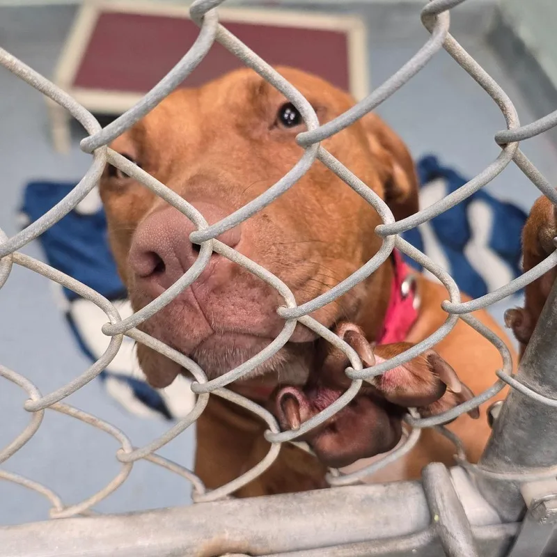 A young medium-sized female Brown / Chocolate Mixed Breed dog named Stella for adoption in East Hanover, NJ