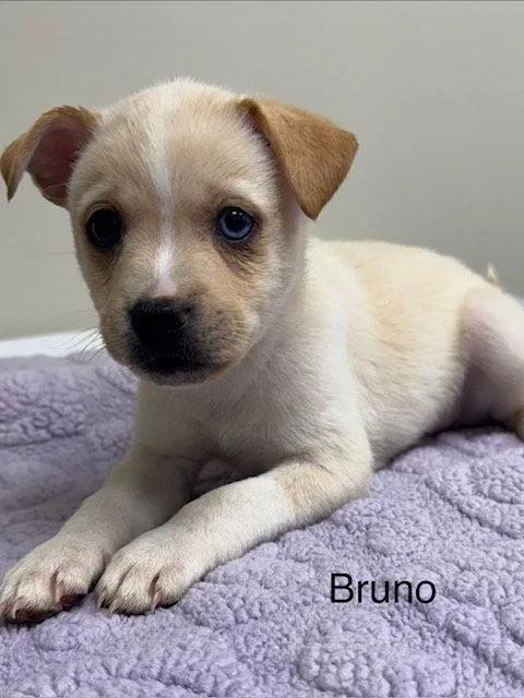 A baby medium-sized male Pomeranian dog named Bruno Puppy for adoption in Lancaster, PA