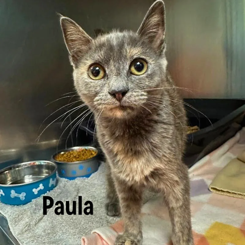 Paula