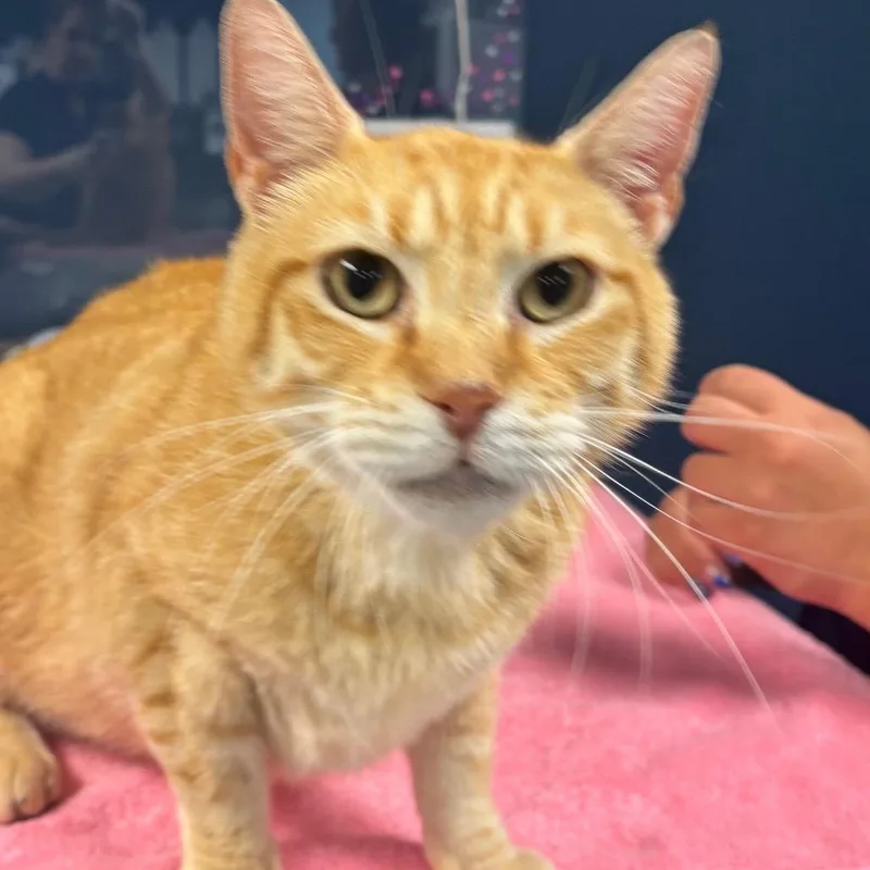 A senior large-sized male Orange / Red Domestic Short Hair cat named Chonk for adoption in Newark, NJ