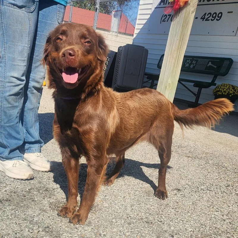 An adult medium-sized female Brown / Chocolate Chocolate Labrador Retriever dog named Dixie for adoption in Erie, PA