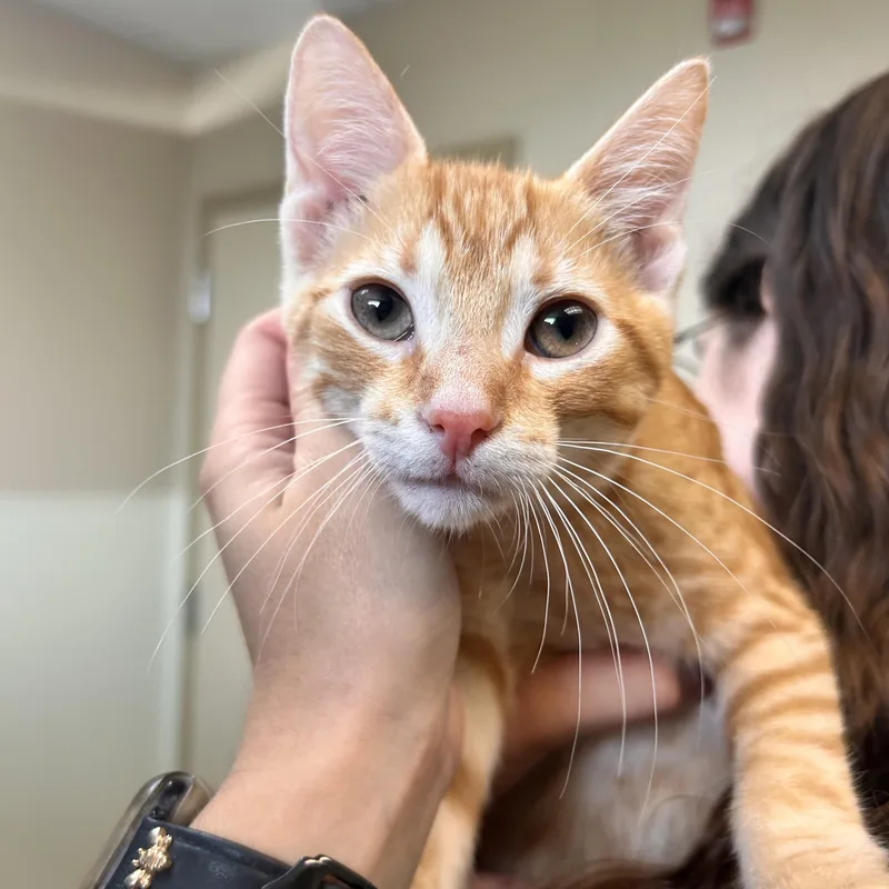 A young small-sized male Orange / Red Domestic Short Hair cat named Blondie for adoption in Myerstown, PA