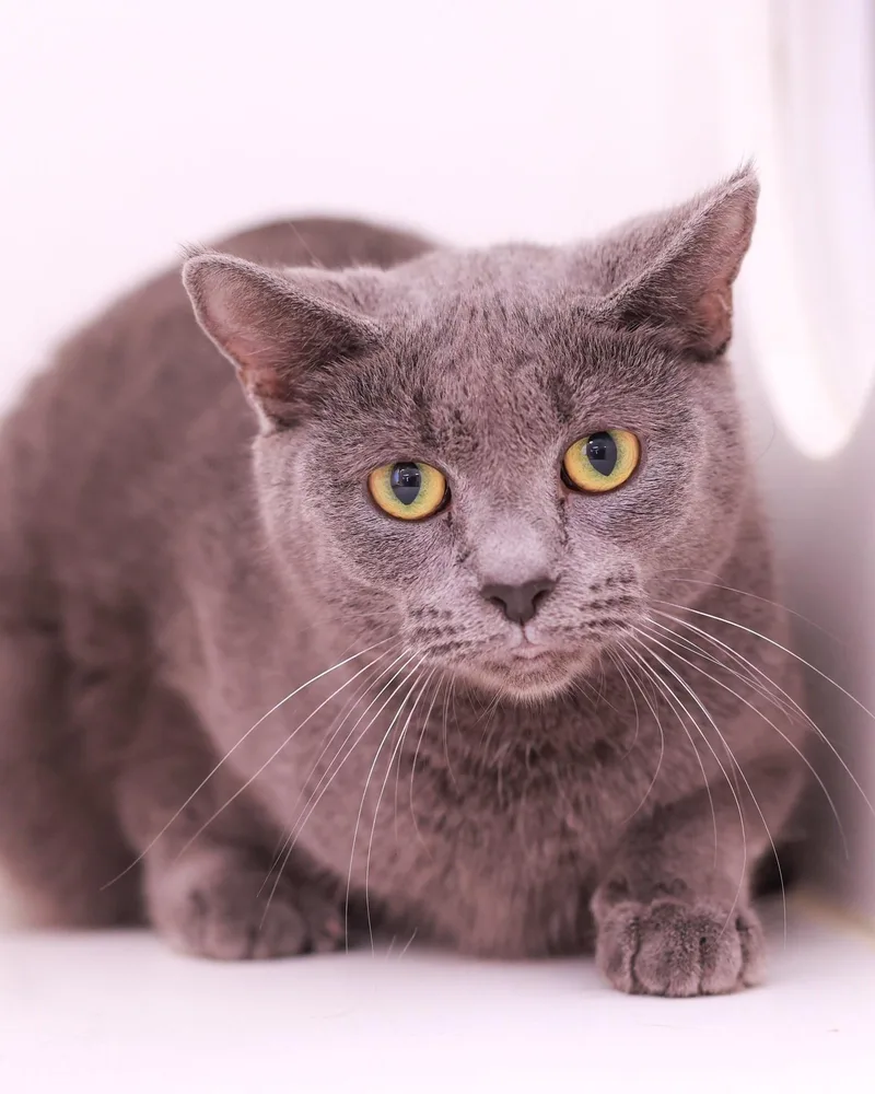 An adult medium-sized female Domestic Short Hair cat named Blue Thunder for adoption in Bridgeport, CT