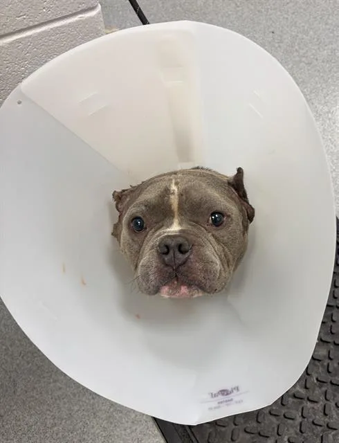 An adult medium-sized male Pit Bull Terrier dog named Martin for adoption in Indianapolis, IN