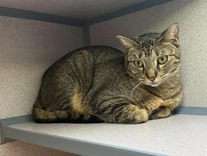 An adult small-sized female Tabby (Buff / Tan / Fawn) Domestic Short Hair cat named Gabby Pentin for adoption in Canon City, CO