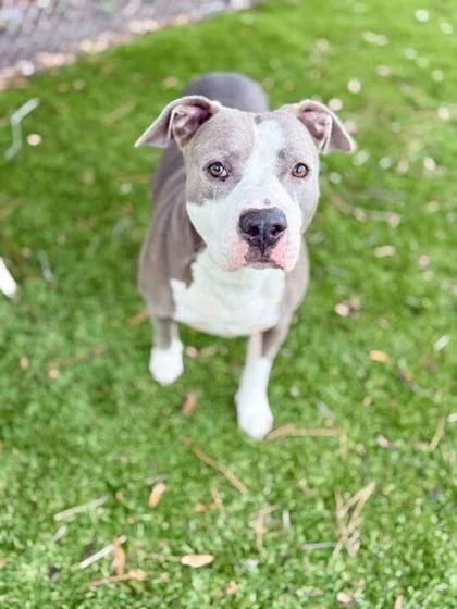 An adult extra large-sized female Pit Bull Terrier dog named Bug for adoption in Daytona Beach, FL