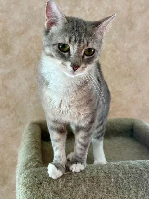 An adult small-sized female Gray & White Domestic Short Hair cat named Minnie for adoption in Lutherville, MD